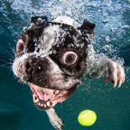 Las mejores fotos de perros bajo el agua un refrescante chapuzón de la lente de Seth Casteel